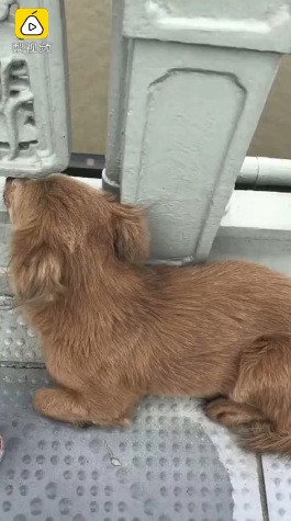 Chủ nhảy sông tự tử, chó cưng mòn mỏi đứng đợi trên cầu suốt gần một tuần - ảnh 1