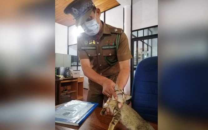 Mèo vượt ngục sau khi bị bắt vì tuồn ma tuý, thẻ sim vào tù - ảnh 1