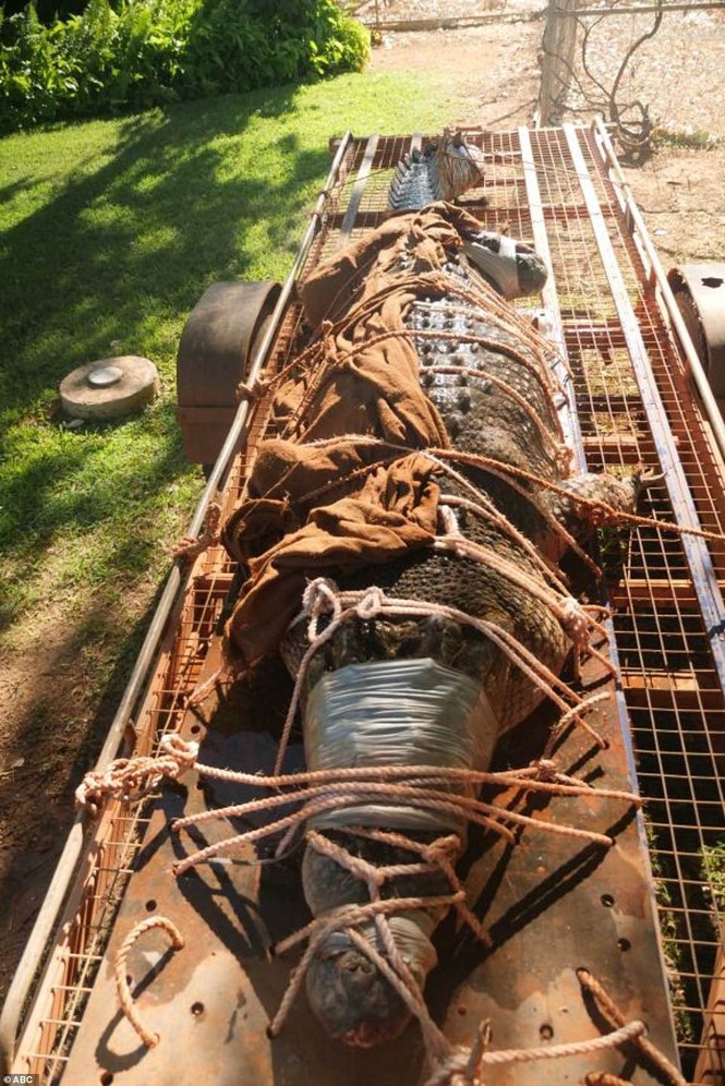 Úc: Bắt được cá sấu khổng lồ, dài 4,3m trong khu du lịch - ảnh 1
