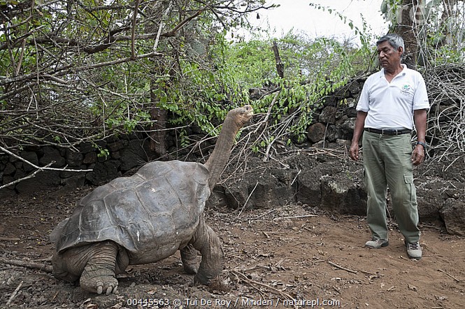Rùa khổng lồ Galapagos Ecuarda giao phối tuyệt chủng quần đảo  - ảnh 1