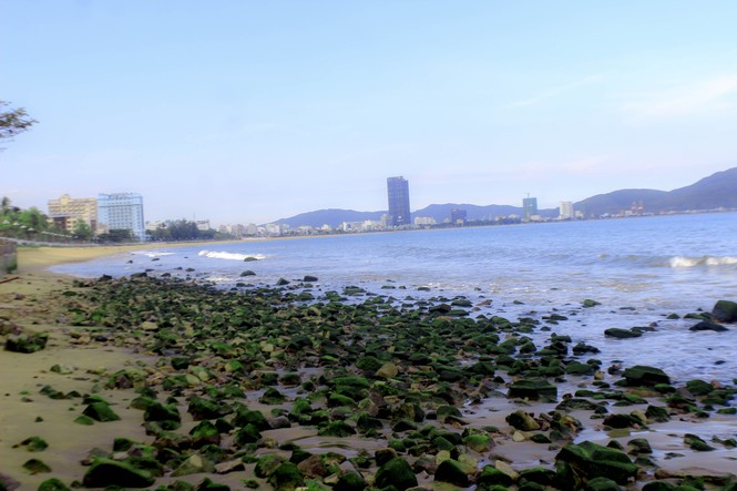 Bãi biển Quy Nhơn “bất ngờ” xuất hiện bãi đá rêu xanh - ảnh 3