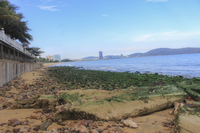 Bãi biển Quy Nhơn “bất ngờ” xuất hiện bãi đá rêu xanh - ảnh 1