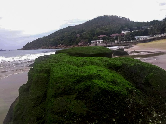 Bãi biển Quy Nhơn “bất ngờ” xuất hiện bãi đá rêu xanh - ảnh 4