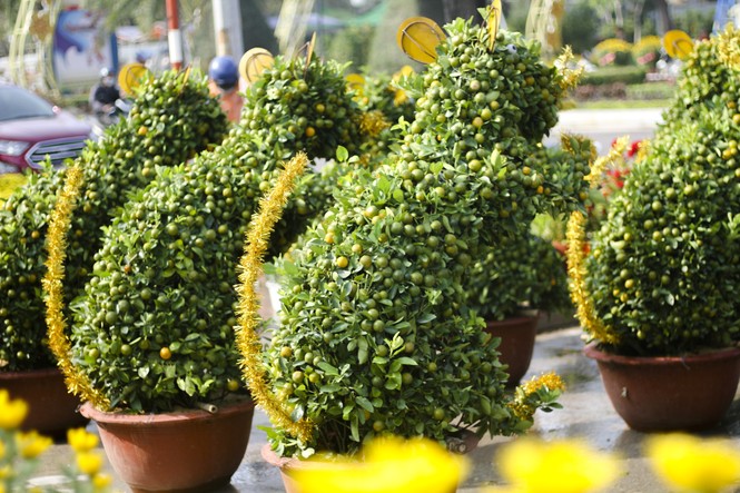 Quất bonsai tạo hình chuột khuấy động chợ hoa Tết - ảnh 2