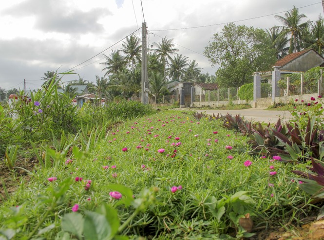 “Thảm hoa” những con đường quê! - ảnh 4