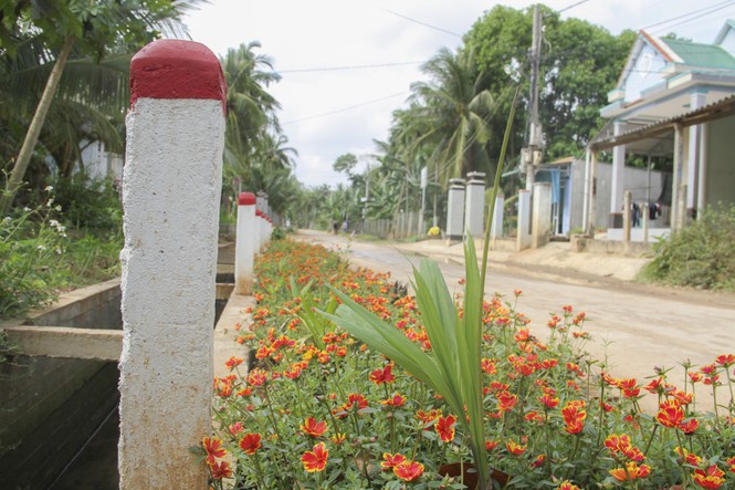 “Thảm hoa” những con đường quê! - ảnh 3