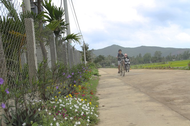 “Thảm hoa” những con đường quê! - ảnh 1