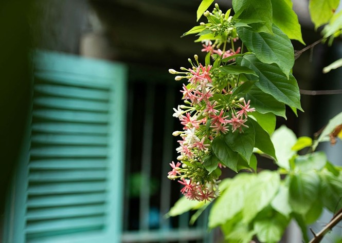 2 homestay sang-xịn-giá hạt dẻ tại Sài Gòn - ảnh 14