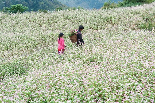 Cuộc thi viết Trà sữa cho tâm hồn: Giấc mơ ở lại mùa tam giác mạch - ảnh 2