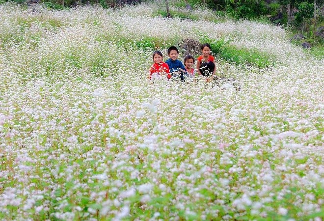 Cuộc thi viết Trà sữa cho tâm hồn: Giấc mơ ở lại mùa tam giác mạch - ảnh 4