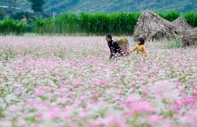 Cuộc thi viết Trà sữa cho tâm hồn: Giấc mơ ở lại mùa tam giác mạch - ảnh 3
