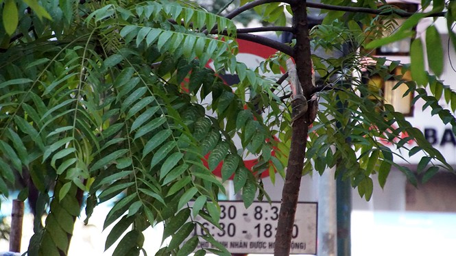 Biển báo giao thông 'thách thức' người đi đường Thủ đô - ảnh 6