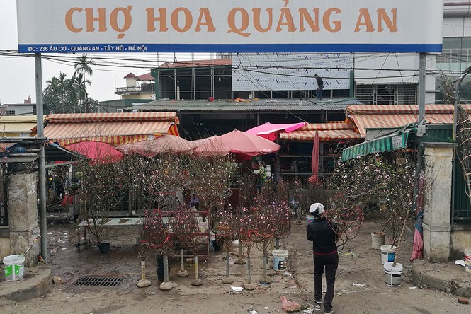 Đào Nhật Tân 'bung lụa' đón Tết sớm ở chợ hoa Hà Nội - ảnh 1
