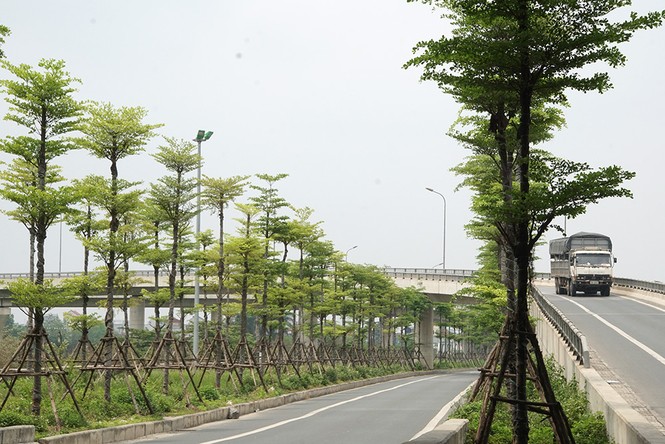 Những hàng cây xanh mướt thẳng tắp ở đầu cầu Thanh Trì - ảnh 2