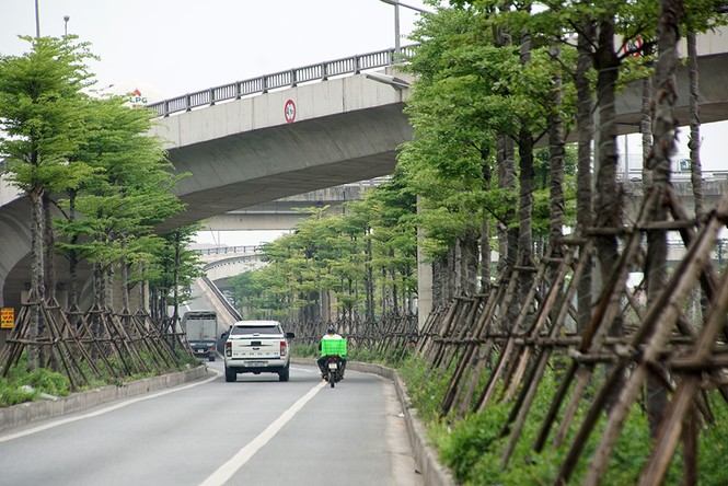 Những hàng cây xanh mướt thẳng tắp ở đầu cầu Thanh Trì - ảnh 3