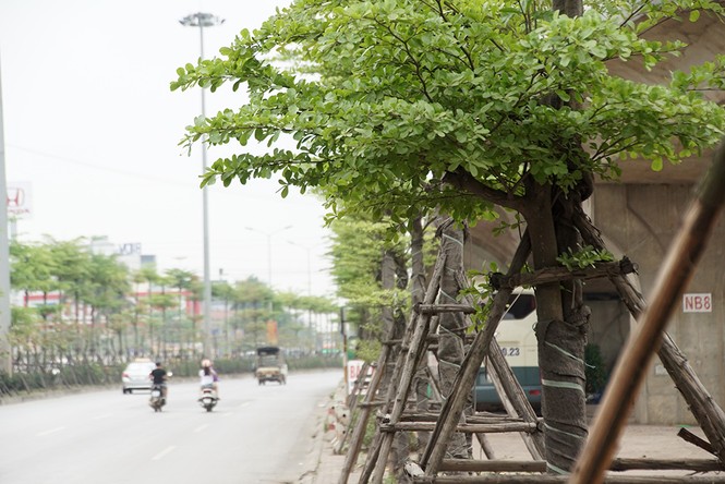 Những hàng cây xanh mướt thẳng tắp ở đầu cầu Thanh Trì - ảnh 9