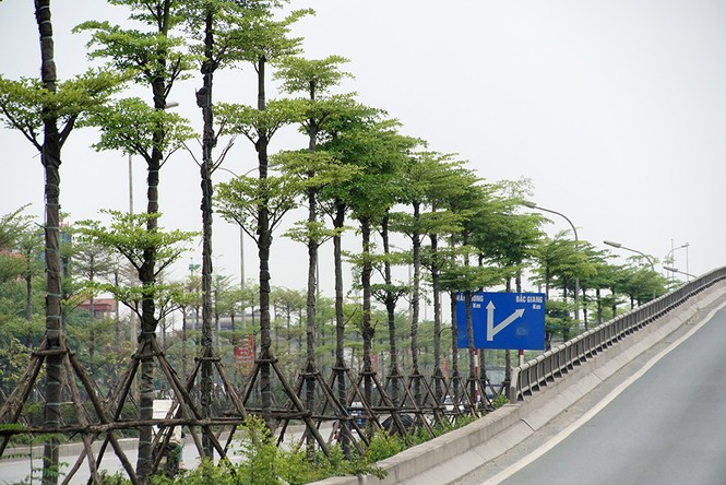 Những hàng cây xanh mướt thẳng tắp ở đầu cầu Thanh Trì - ảnh 10