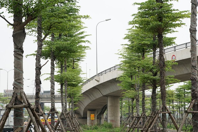 Những hàng cây xanh mướt thẳng tắp ở đầu cầu Thanh Trì - ảnh 13