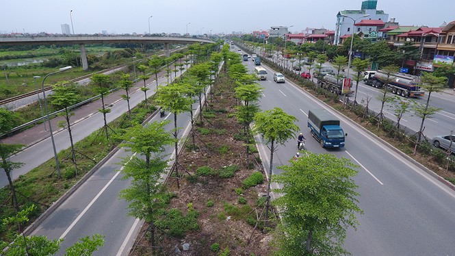 Những hàng cây xanh mướt thẳng tắp ở đầu cầu Thanh Trì - ảnh 14