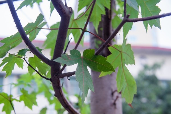 Lá phong phủ xanh khắp phố phường Hà Nội - ảnh 7