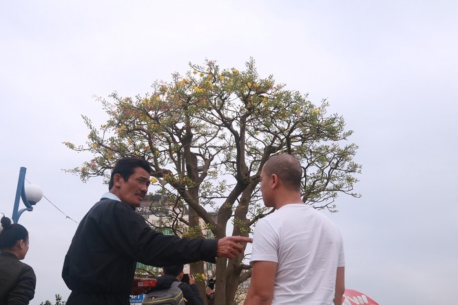 Cây mai hơn 100 tuổi, giá 3 tỷ ở chợ hoa Tết Đà Nẵng - ảnh 11