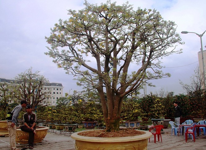 Cây mai hơn 100 tuổi, giá 3 tỷ ở chợ hoa Tết Đà Nẵng - ảnh 1