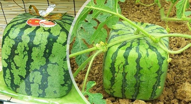Chuyện của quả dưa hấu vuông - ảnh 2