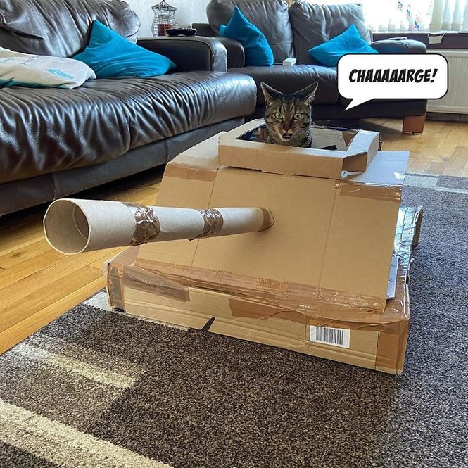 Làm cột mài móng cho boss xưa rồi, giờ phải làm xe tăng cho mèo mới oách! - ảnh 6