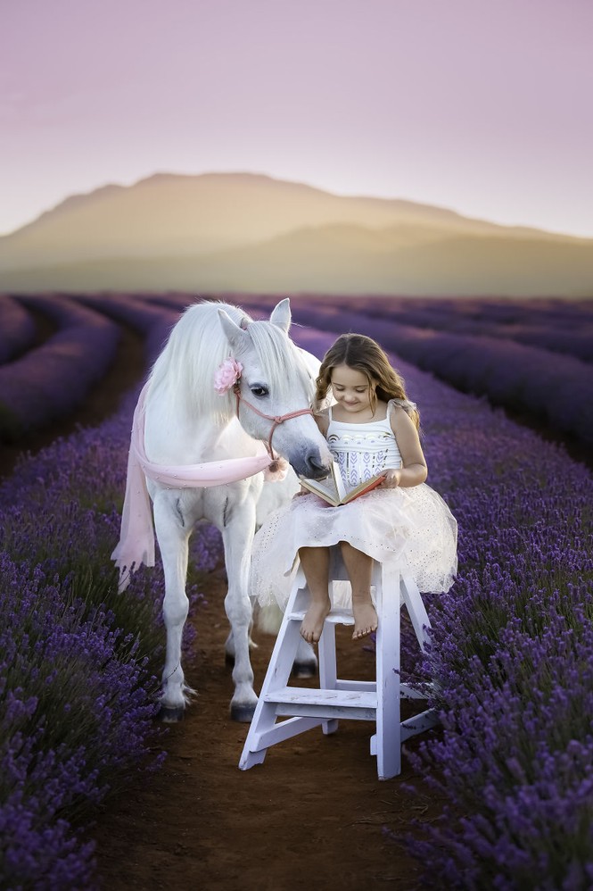 Chiêm ngưỡng những cánh đồng hoa Lavender trải dài bất tận - ảnh 1