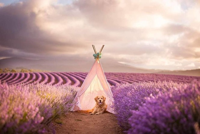 Chiêm ngưỡng những cánh đồng hoa Lavender trải dài bất tận - ảnh 3