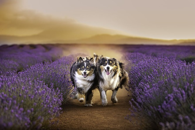 Chiêm ngưỡng những cánh đồng hoa Lavender trải dài bất tận - ảnh 7