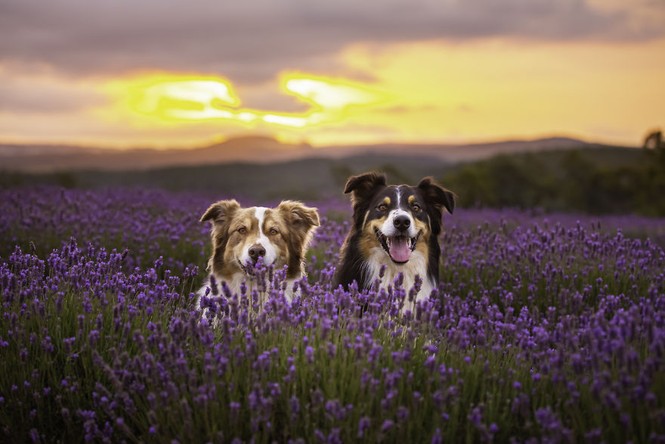 Chiêm ngưỡng những cánh đồng hoa Lavender trải dài bất tận - ảnh 8