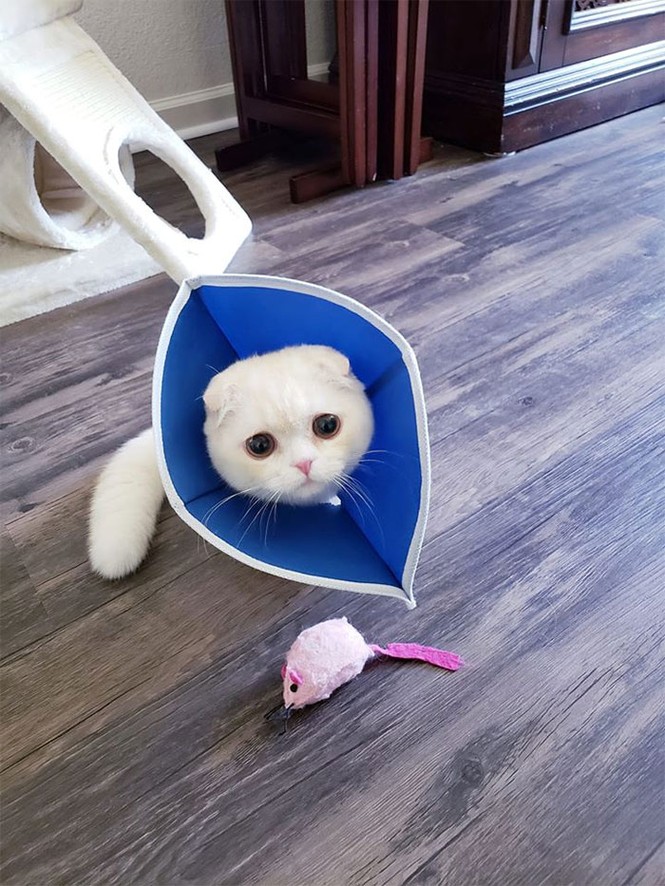 Những chiếc vòng xấu hổ mà không phải ai muốn cũng có thể đeo được - ảnh 7