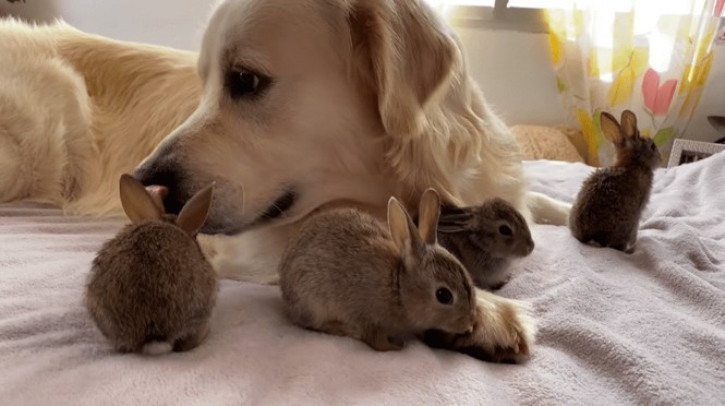 Chú chó bất đắc dĩ trở thành bố của... một đàn thỏ con - ảnh 2