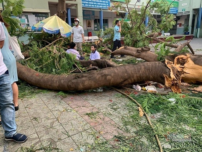 Toàn cảnh vụ cây phượng bật gốc đè vào người học sinh gây thương vong tại trường Bạch Đằng - ảnh 1
