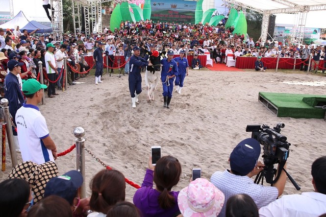 'Cô' bò nặng 762 kg, đăng quang “Hoa hậu bò sữa” Mộc Châu 2018 - ảnh 3