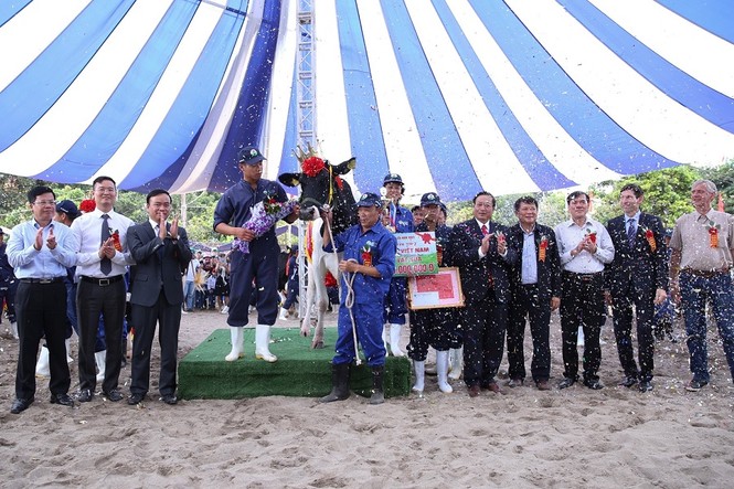 'Cô' bò nặng 762 kg, đăng quang “Hoa hậu bò sữa” Mộc Châu 2018 - ảnh 1