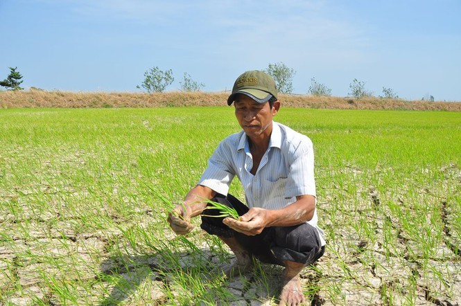 Nguy cơ 80.000 hộ dân 'khát' nước sinh hoạt do hạn mặn - ảnh 1