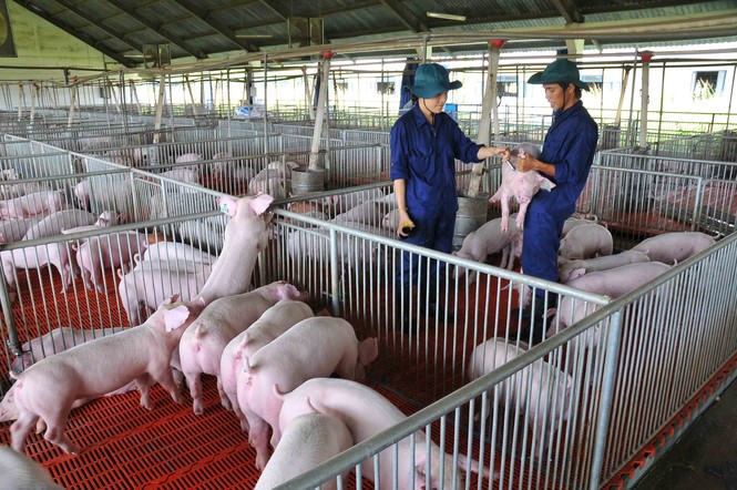 Bộ trưởng Nông nghiệp: Soi kính hiển vi cũng không thấy sản phẩm chăn nuôi xuất khẩu - ảnh 3 Bộ trưởng Nông nghiệp: Soi kính hiển vi cũng không thấy sản phẩm chăn nuôi xuất khẩu - ảnh 3