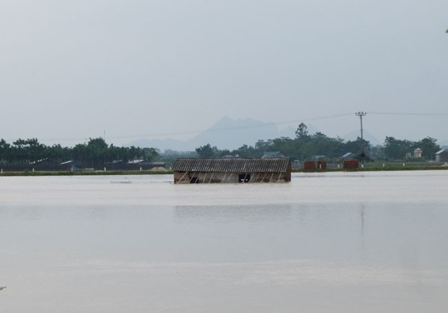 Sự cố tràn đê tại Hà Nội: Nhiều hộ chăn nuôi trắng tay - ảnh 2
