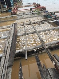 Nước nơi cá chết hàng loạt trên sông La Nga ô nhiễm vượt giới hạn - ảnh 2