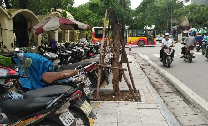Người đi bộ 'húc' vào cây, cấp phép giữ xe trên cả lối đi của người mù - ảnh 2
