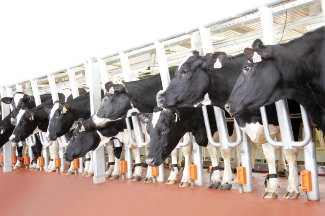 TH true Milk làm giàu cùng nông dân thế nào tại siêu dự án bò sữa tại Thanh Hóa? - ảnh 3