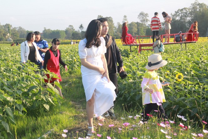 Vườn hoa hướng dương 'khổng lồ' ở Quảng Ngãi hút khách ngày cận Tết - ảnh 2