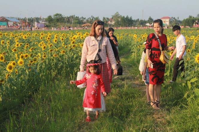 Vườn hoa hướng dương 'khổng lồ' ở Quảng Ngãi hút khách ngày cận Tết - ảnh 1
