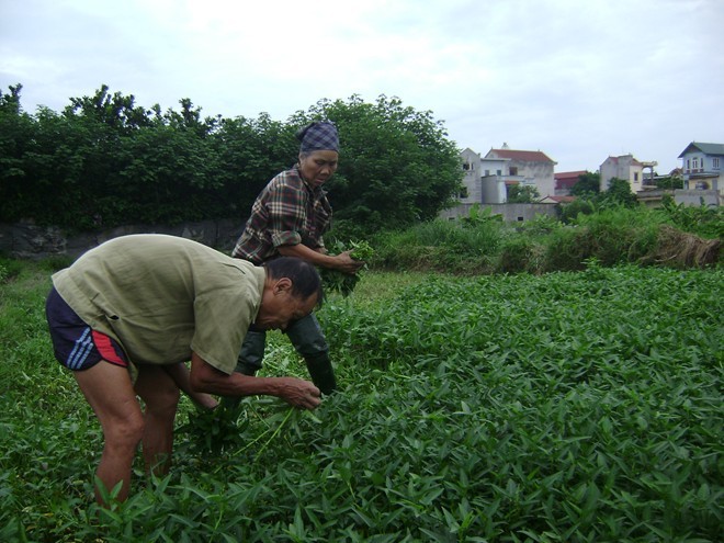 Nông dân kiếm tiền triệu từ rau muống - ảnh 1