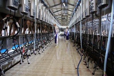 Vinamilk thu mua gần 20 triệu kg sữa bò tươi nguyên liệu một tháng - ảnh 3