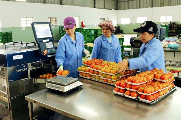 Agribank mạnh tay rót vốn cho nông nghiệp sạch - ảnh 2