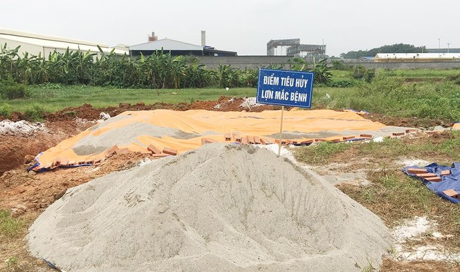 Cao tốc Hà Nội – Lào Cai tạm dừng vận chuyển lợn từ các vùng có dịch - ảnh 2