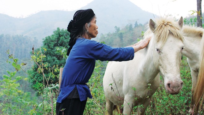 Triền cỏ bạch mã - ảnh 1